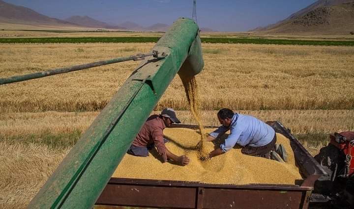 إرتفاع أسعار القمح عالمياً إلى أعلى المستويات منذ سنوات