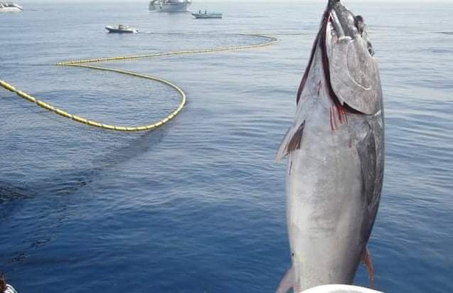 الثروة البحرية تطالب ملاك سفن صيد التونة بتسديد الإلتزامات المالية