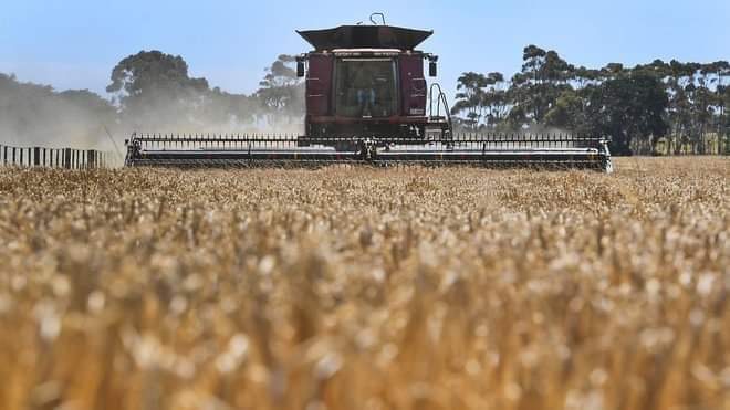 تراجع أسعار تصدير القمح الروسي بعد ارتفاعه لمدة 6 أسابيع متتالية