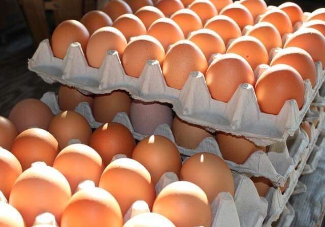 ارتفاع أسعار البيض إلى 16 دينار هل يستطيع المواطن شرائه ؟