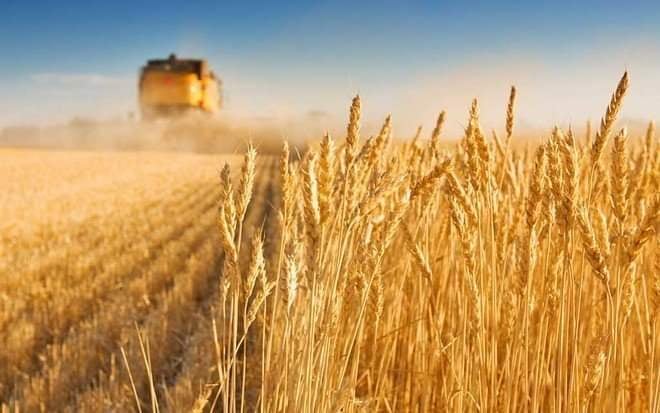 انخفاض مبيعات صادرات القمح الأمريكي بنسبة 23%
