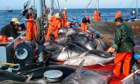 نقابة الصيادين تُطالب بإلغاء قرار حظر تصدير الأسماك