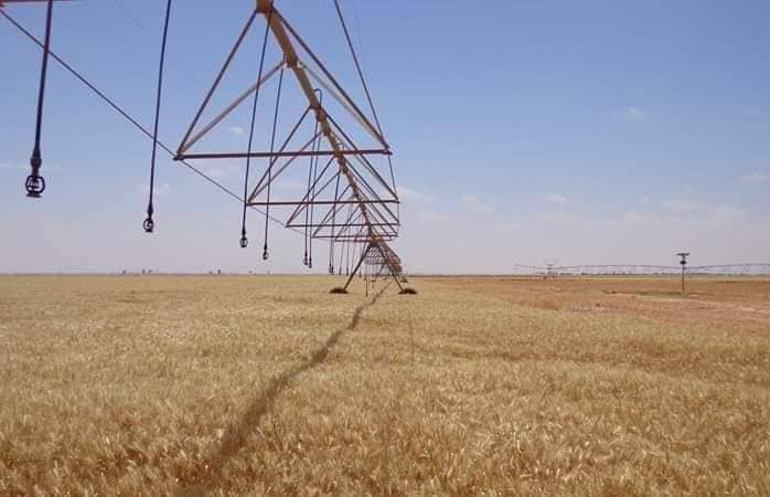 محاولات لتفعيل المشروعات الزراعية المنتجة للحبوب بالجنوب الليبي