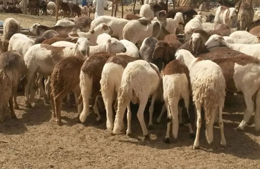 الإنتاج الحيواني تؤكد حظر استيراد المواشي السودانية بسبب تحذيرات دولية من خطر اوبئة.