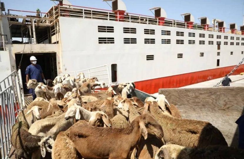 الصحة الحيوانية: 35416 رأس ماشية دخلت ليبيا عبر الموانئ البحرية في النصف الأول من العام الجاري