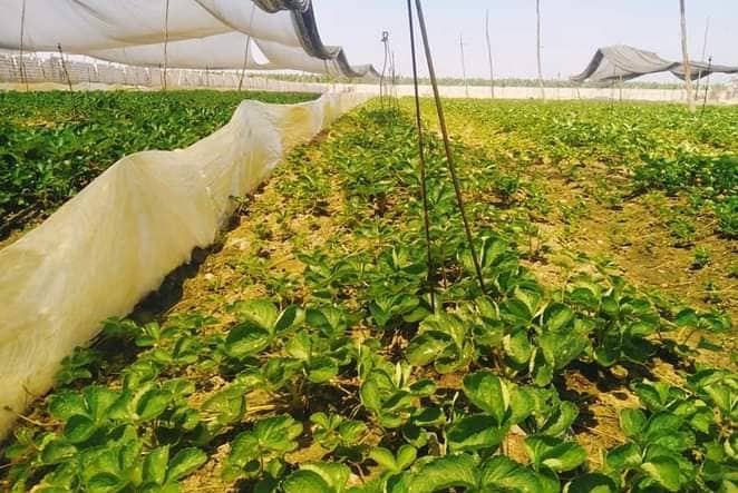 ارتفاع أسعار المبيدات والأسمدة الزراعية في ليبيا