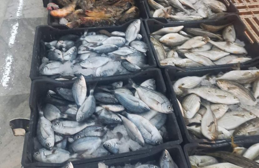 انخفاض ملحوظ في اسعار السمك