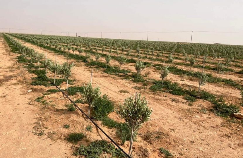 استصلاح أراضي وزارعة 150ألف شجرة زيتون بزليتن لغرض الإستهلاك والتسويق الخارجي