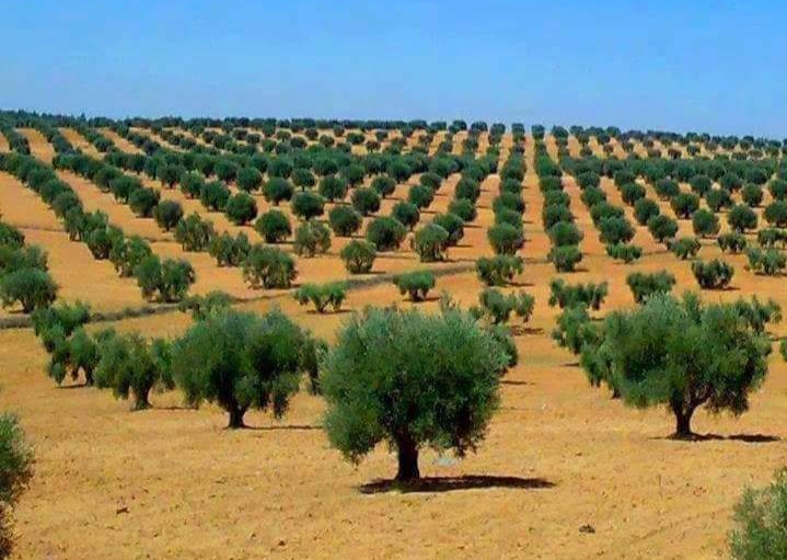 ليبيا تمتلك قرابة الخمسة مليون نخلة وأكثر من ذلك من أشجار الزيتون