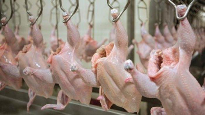 انخفاض ملحوظ في سعر الدجاج الوطني المذبوح مع بداية شهر نوفمبر الحالي