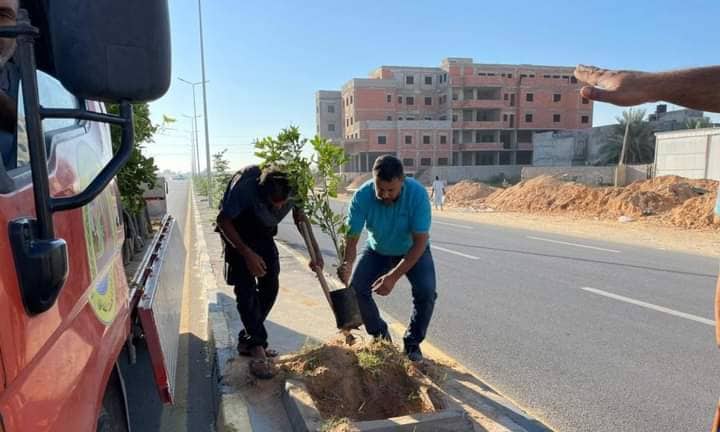 الخدمات العامة تغرس أشجار البرتقال في شوارع طرابلس وعين زارة