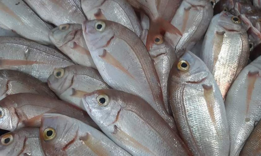 انخفاض أسعار الأسماك في السوق على عكس المتوقع
