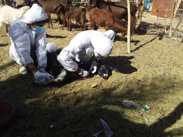 إدارة الإنتاج الحيواني: مرض الوادي المتصدع لا يهدد الثروة الحيوانية في ليبيا