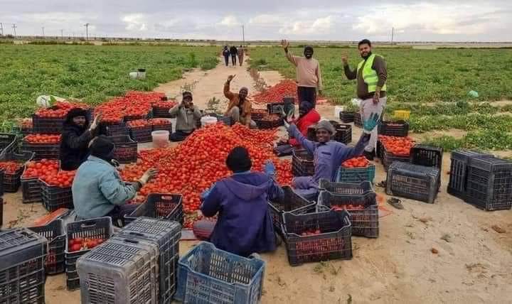 توفر إنتاج الطماطم في جالو والمزارعين يطالبون بإنشاء مصانع لتصدير المنتجات للخارج