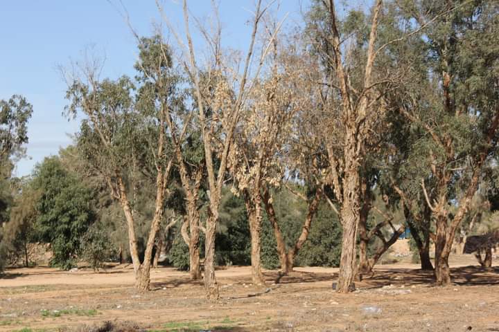 مكتب الإرشاد الزراعي مصراتة يطلق حملة لمعالجة آفة أصابت أشجار المدينة