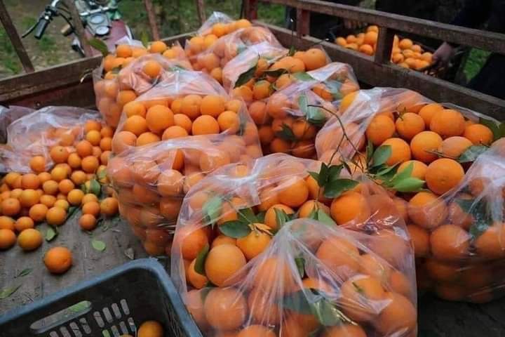 ارتفاع في معدل إنتاج البرتقال بنسبة تتجاوز ال20‎%