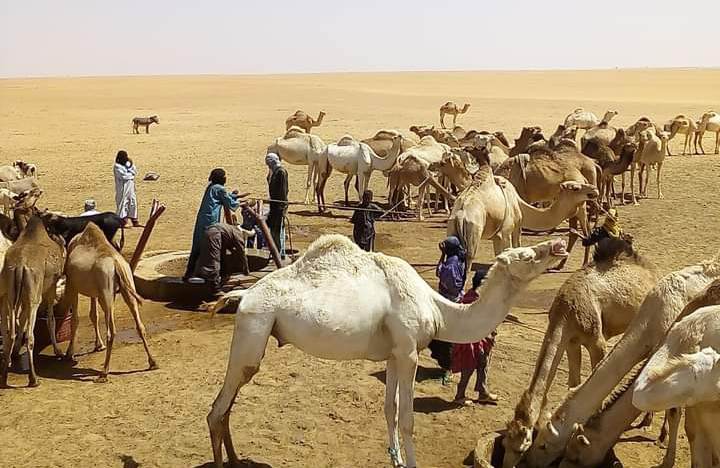 مُربو الإبل و الأغنام في أوباري يبحثون سبل حماية أشجار الطلح من التعديات