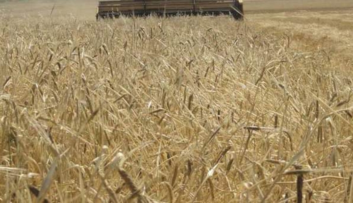 تحذيرات للمزارعين في ليبيا لتفادي خسائر موسم حصاد القمح والشعير